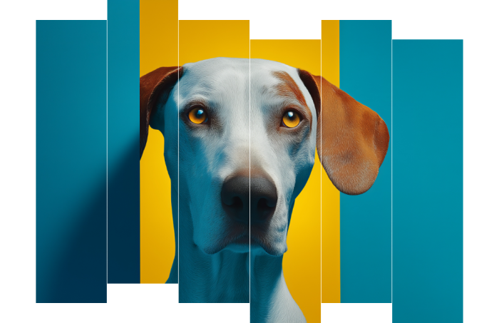 Colour blocking dog